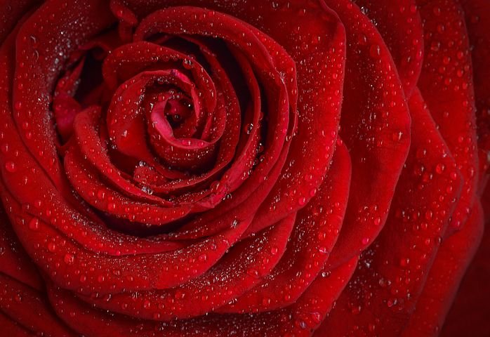Rose Caggiano